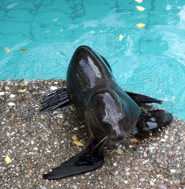 Seelöwe MYLO im Wuppertaler Zoo am 28. August 2010