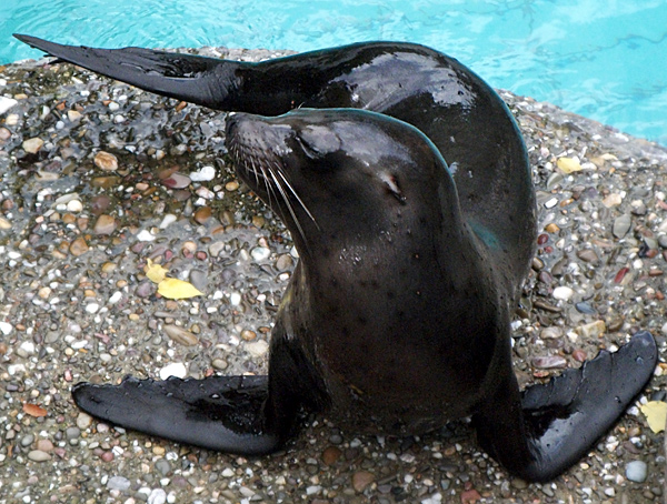 Kalifornischer Seelöwe MYLO im Wuppertaler Zoo am 28. August 2010