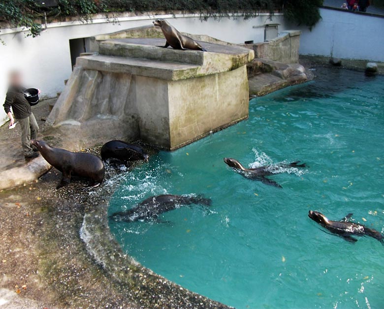 Abend-Fütterung der Kalifornischen Seelöwen im Zoo Wuppertal im Oktober 2010