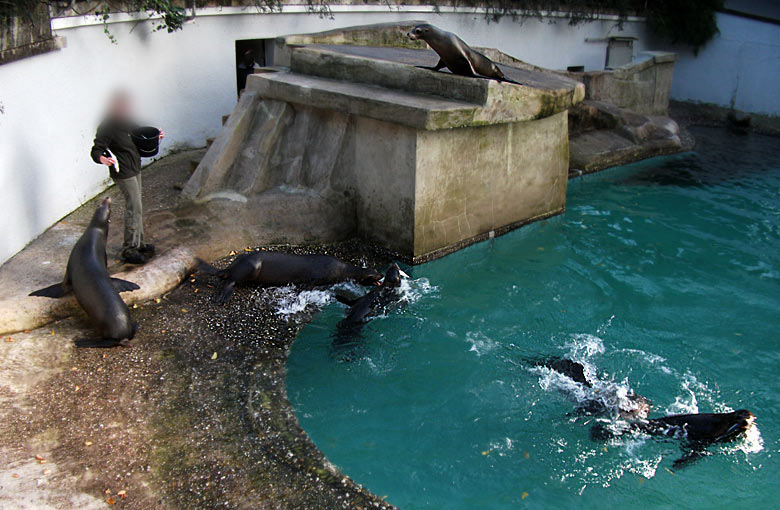 Abend-Fütterung der Kalifornischen Seelöwen im Zoologischen Garten Wuppertal im Oktober 2010