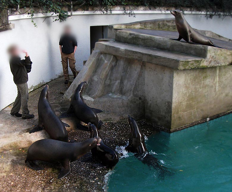 Abend-Fütterung der Kalifornischen Seelöwen im Wuppertaler Zoo im Oktober 2010