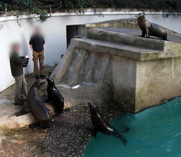 Kalifornische Seelöwen im Wuppertaler Zoo im Oktober 2010