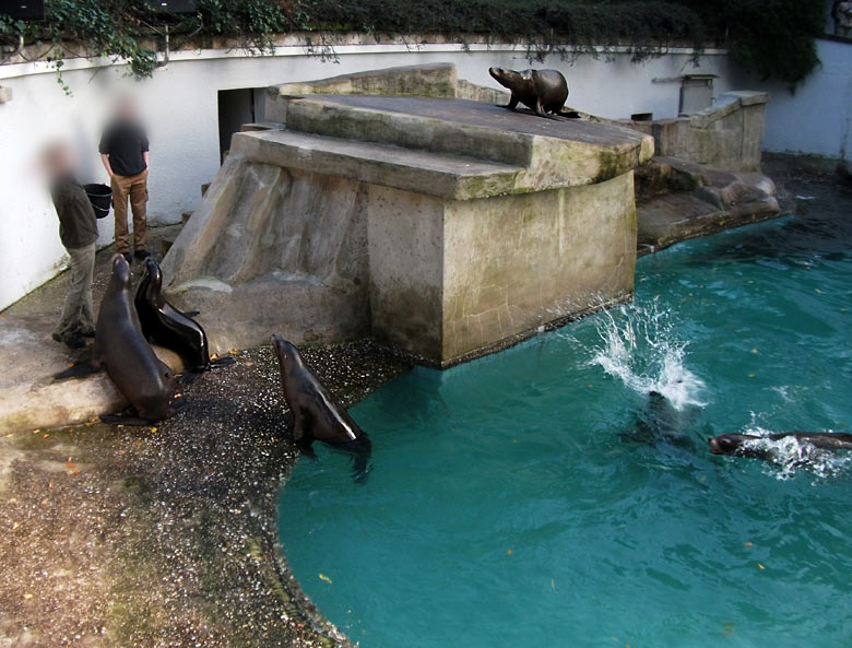 Abend-Fütterung der Kalifornischen Seelöwen im Zoo Wuppertal im Oktober 2010