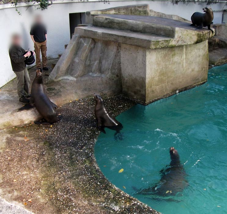 Abend-Fütterung der Kalifornischen Seelöwen im Zoologischen Garten Wuppertal im Oktober 2010