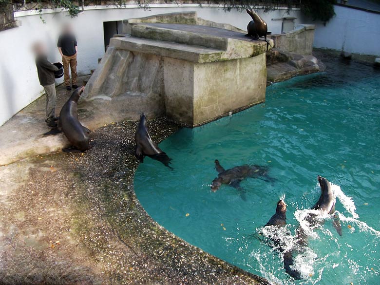 Abend-Fütterung der Kalifornischen Seelöwen im Wuppertaler Zoo im Oktober 2010