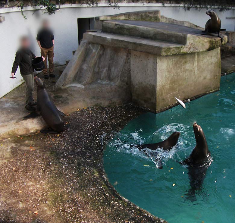 Abend-Fütterung der Kalifornischen Seelöwen im Zoo Wuppertal im Oktober 2010