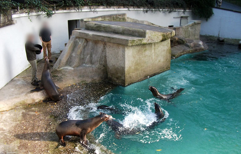 Abend-Fütterung der Kalifornischen Seelöwen im Wuppertaler Zoo im Oktober 2010