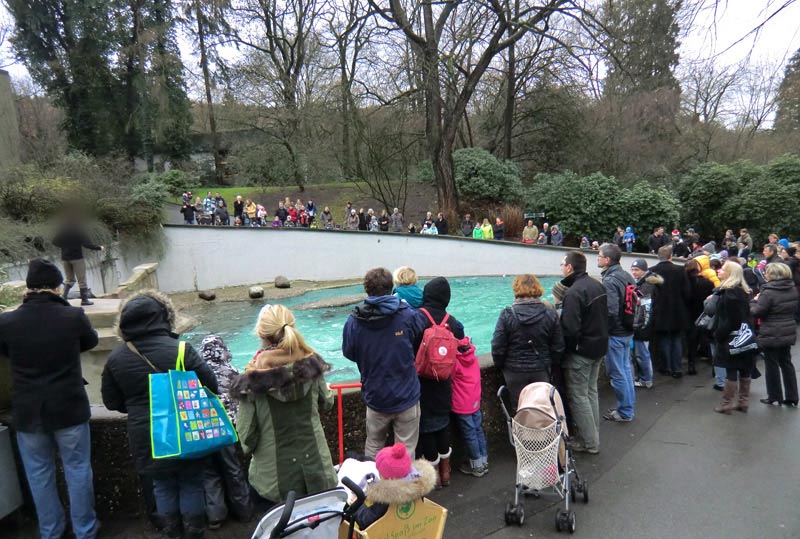 Weihnachts-Fütterung der Kalifornischen Seelöwen im Zoologischen Garten Wuppertal am 24. Dezember 2011