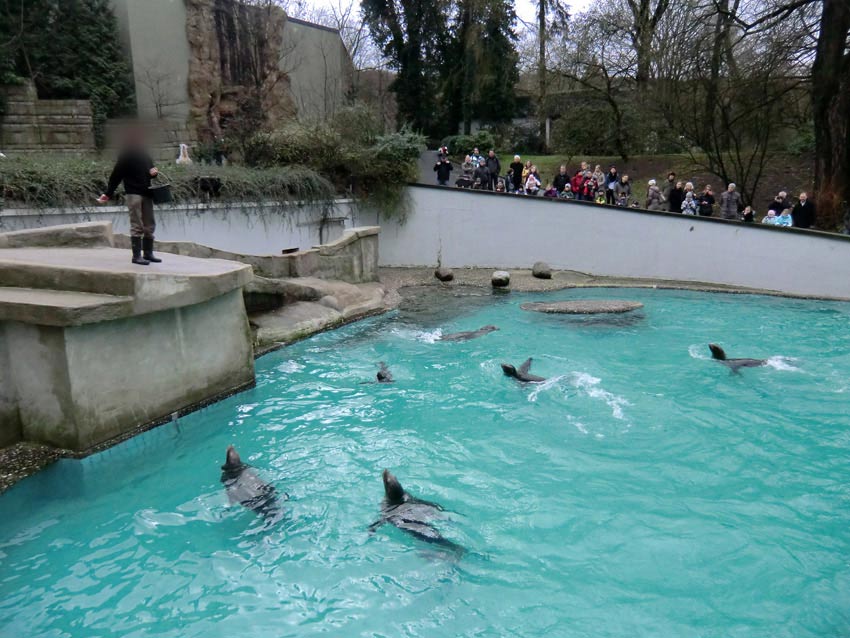 Weihnachts-Fütterung der Kalifornischen Seelöwen im Wuppertaler Zoo am 24. Dezember 2011