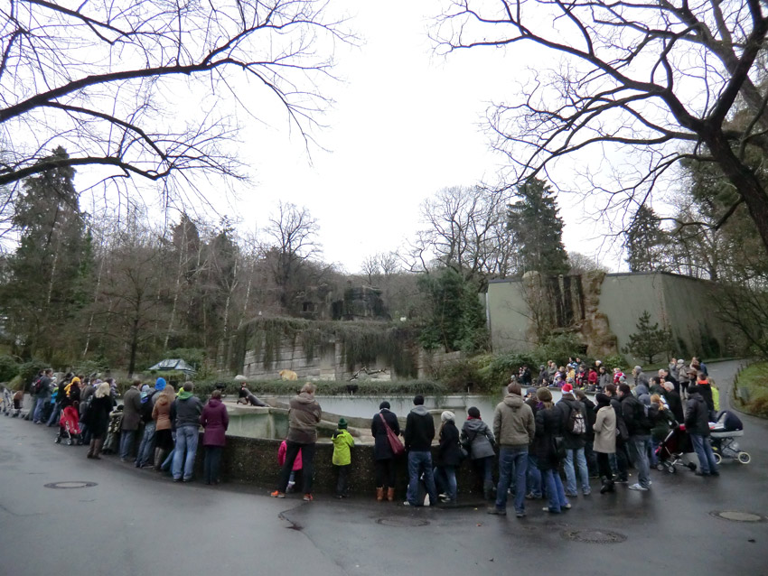 Weihnachts-Fütterung der Kalifornischen Seelöwen im Zoo Wuppertal am 24. Dezember 2011