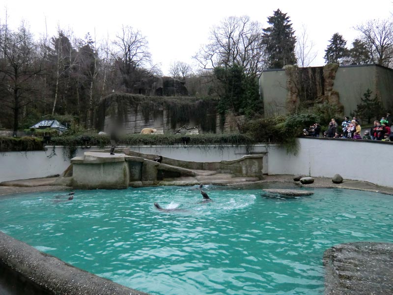 Weihnachts-Fütterung der Kalifornischen Seelöwen im Zoologischen Garten Wuppertal am 24. Dezember 2011