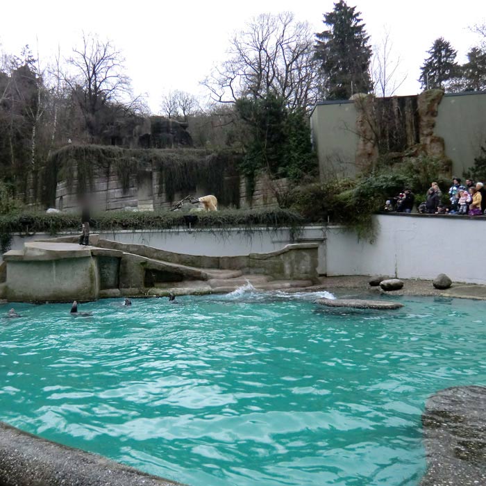 Kalifornische Seelöwen im Wuppertaler Zoo am 24. Dezember 2011