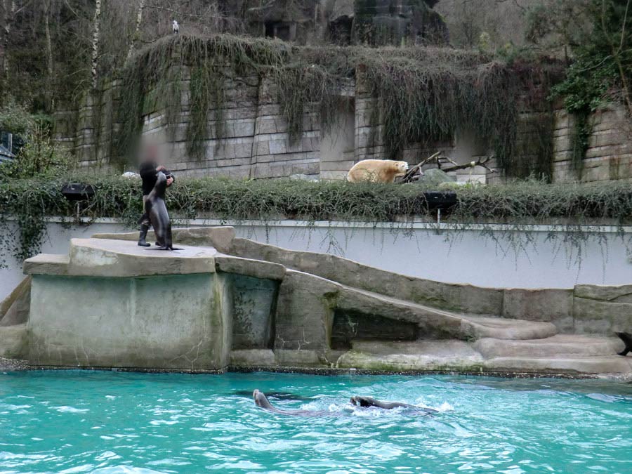 Weihnachts-Fütterung der Kalifornischen Seelöwen im Wuppertaler Zoo am 24. Dezember 2011