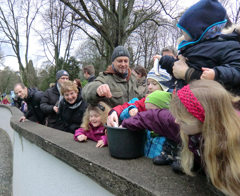 Weihnachts-Fütterung der Kalifornischen Seelöwen im Zoo Wuppertal am 24. Dezember 2011