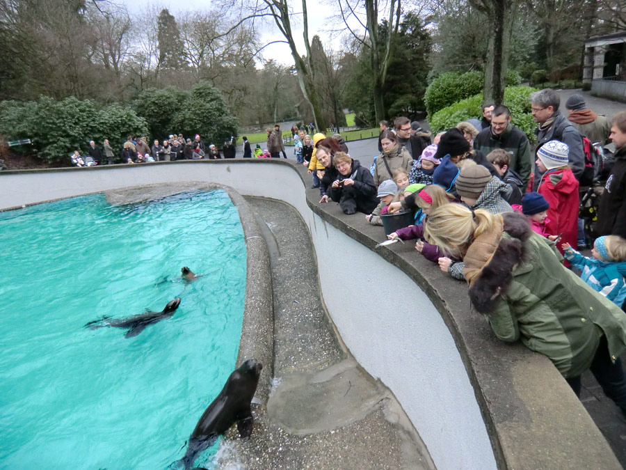 Weihnachts-Fütterung der Kalifornischen Seelöwen im Wuppertaler Zoo am 24. Dezember 2011