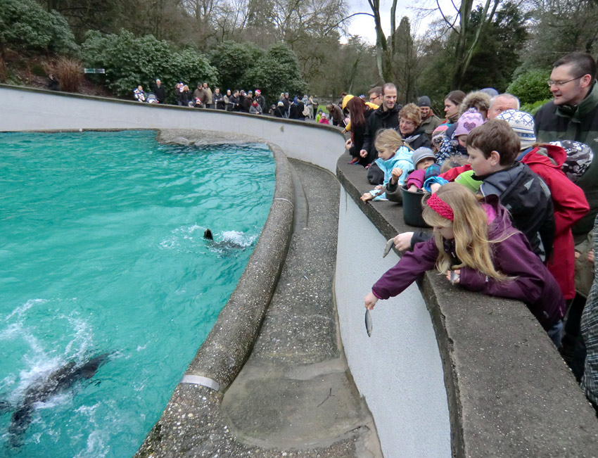 Weihnachts-Fütterung der Kalifornischen Seelöwen im Zoo Wuppertal am 24. Dezember 2011