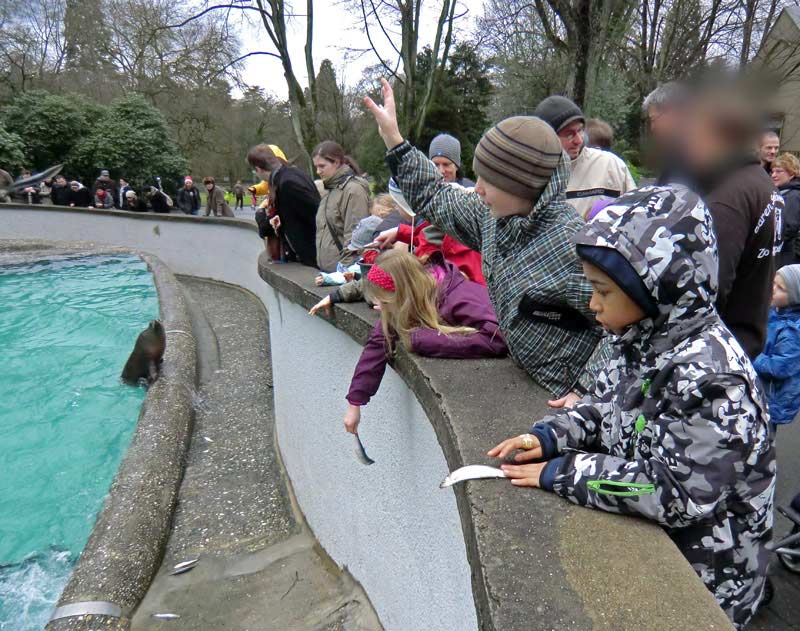 Weihnachts-Fütterung der Kalifornischen Seelöwen im Wuppertaler Zoo am 24. Dezember 2011