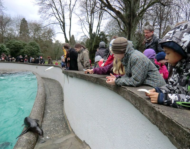 Weihnachts-Fütterung der Kalifornischen Seelöwen im Zoo Wuppertal am 24. Dezember 2011