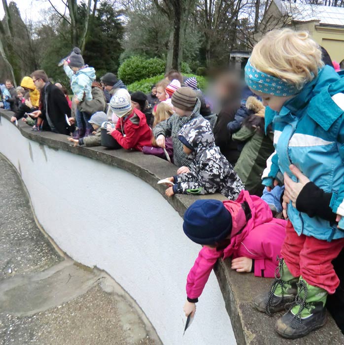 Weihnachts-Fütterung der Kalifornischen Seelöwen im Wuppertaler Zoo am 24. Dezember 2011