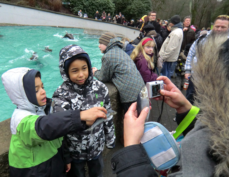 Weihnachts-Fütterung der Kalifornischen Seelöwen im Zoo Wuppertal am 24. Dezember 2011