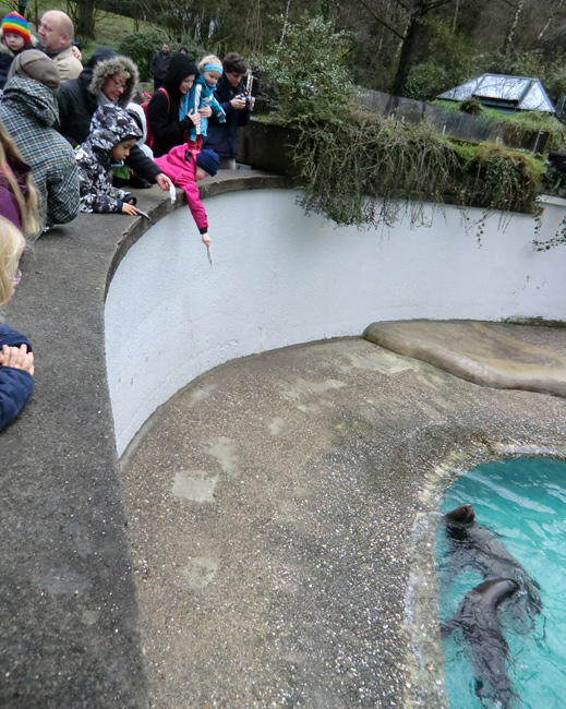 Weihnachts-Fütterung der Kalifornischen Seelöwen im Wuppertaler Zoo am 24. Dezember 2011