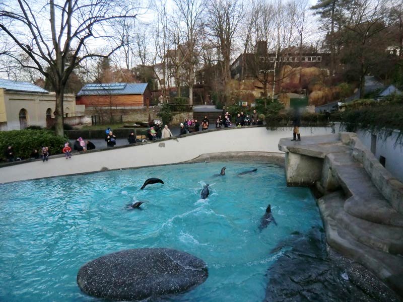 Fütterung der Kalifornischen Seelöwen am 14. Januar 2012 im Wuppertaler Zoo