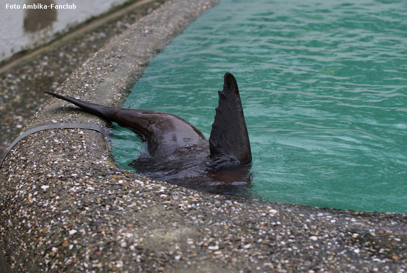 Kalifornischer Seelöwe im Wuppertaler Zoo im Februar 2012 (Foto Ambika-Fanclub)