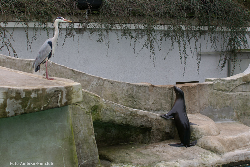 Kalifornischer Seelöwe und Graureiher im Zoo Wuppertal im März 2012 (Foto Ambika-Fanclub)