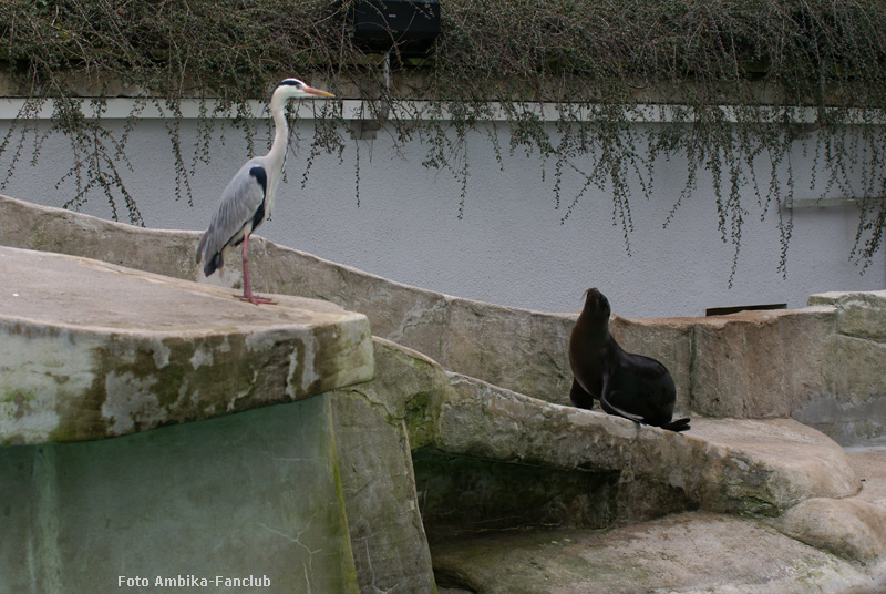 Kalifornischer Seelöwe und Graureiher im Zoologischen Garten Wuppertal im März 2012 (Foto Ambika-Fanclub)