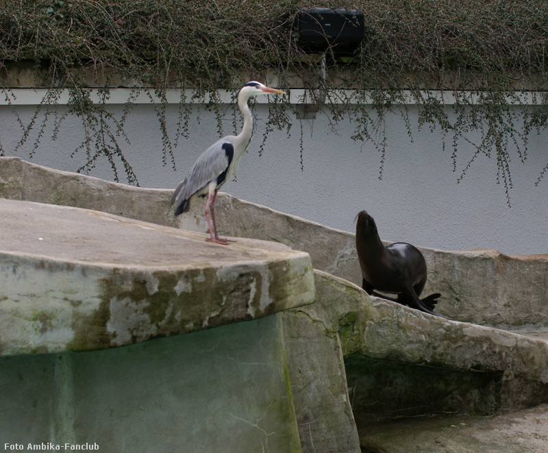 Kalifornischer Seelöwe und Graureiher im Wuppertaler Zoo im März 2012 (Foto Ambika-Fanclub)