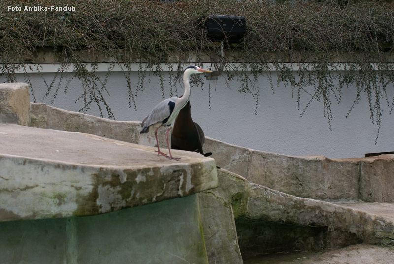 Kalifornischer Seelöwe und Graureiher im Zoologischen Garten Wuppertal im März 2012 (Foto Ambika-Fanclub)