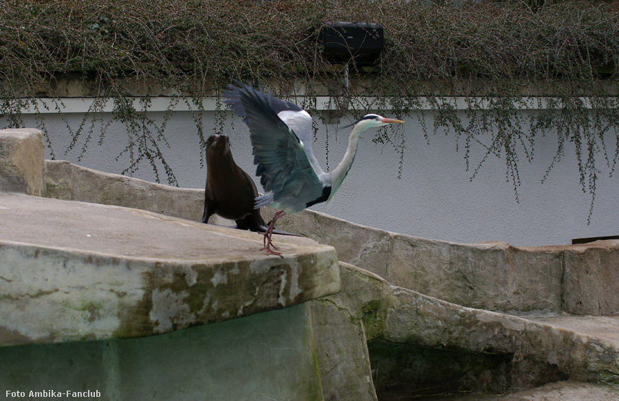 Kalifornischer Seelöwe und Graureiher im Zoo Wuppertal im März 2012 (Foto Ambika-Fanclub)