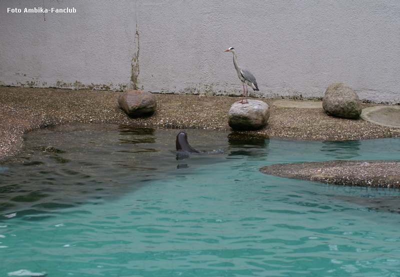 Kalifornischer Seelöwe und Graureiher im Zoologischen Garten Wuppertal im März 2012 (Foto Ambika-Fanclub)