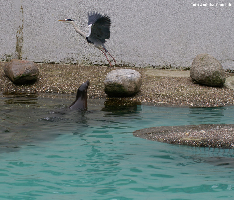 Kalifornischer Seelöwe und Graureiher im Wuppertaler Zoo im März 2012 (Foto Ambika-Fanclub)