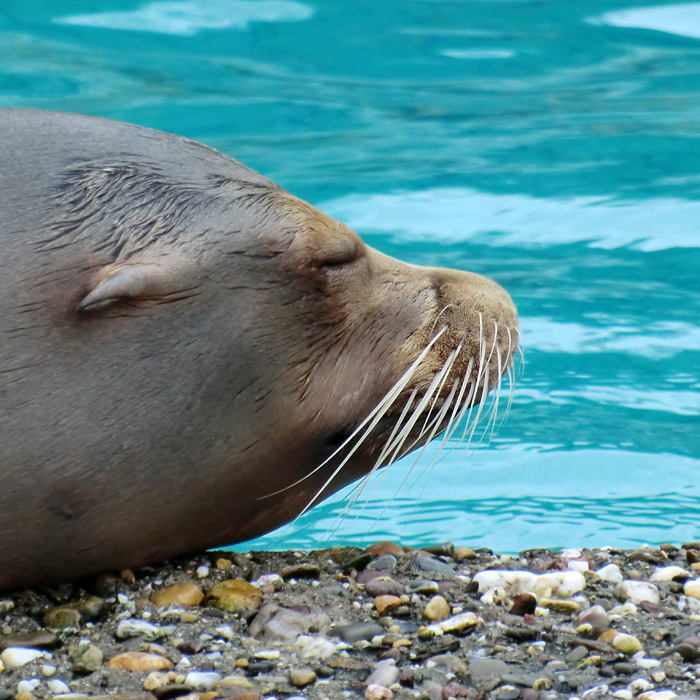 Kalifornischer Seelöwe im Wuppertaler Zoo am 9. März 2012