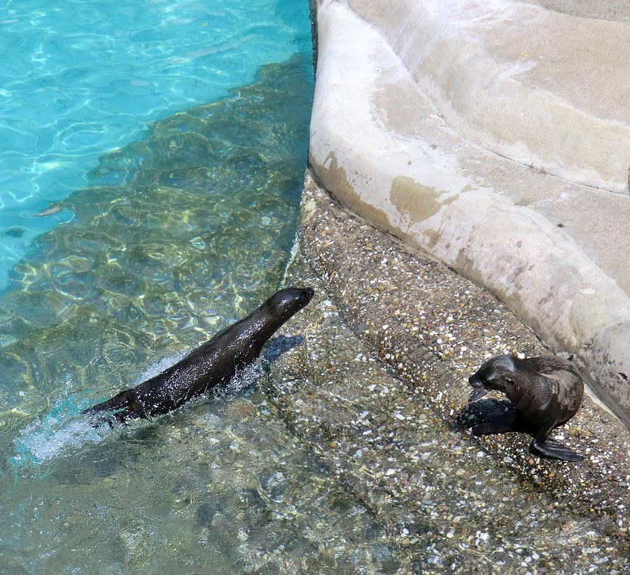 Kalifornische Seelöwen Jungtiere LUNA und SUNNY im Zoologischen Garten Wuppertal am 26. Juli 2012