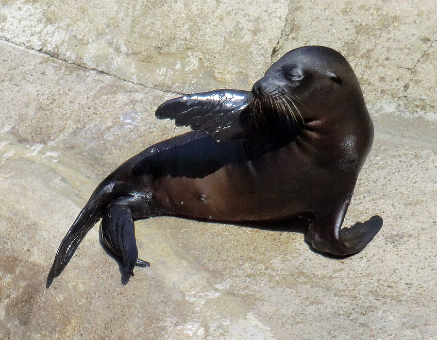 Kalifornische Seelöwen Jungtiere im Wuppertaler Zoo am 26. Juli 2012