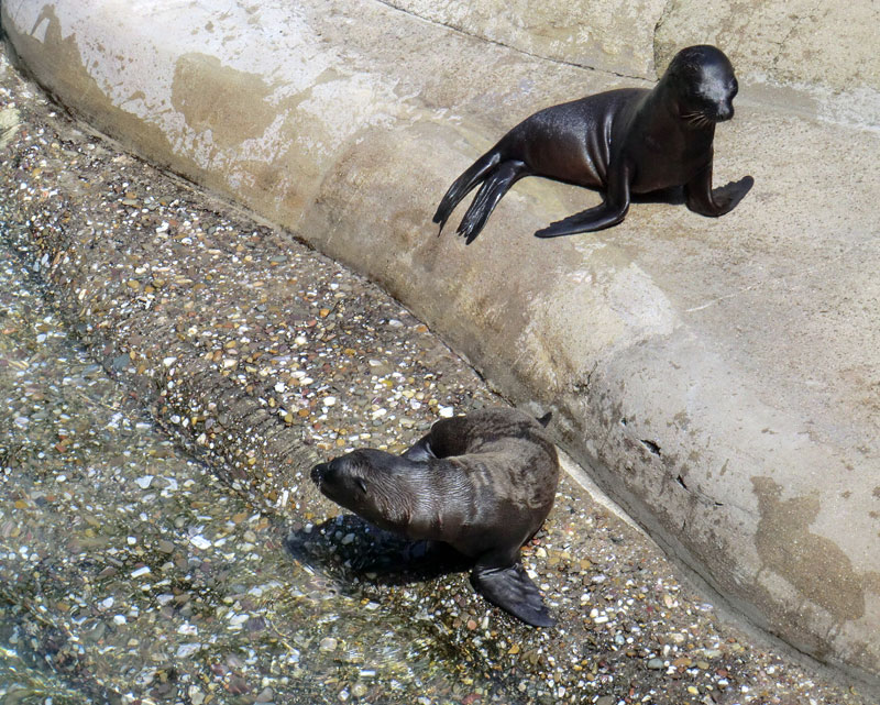 Kalifornische Seelöwen Jungtiere im Zoo Wuppertal am 26. Juli 2012