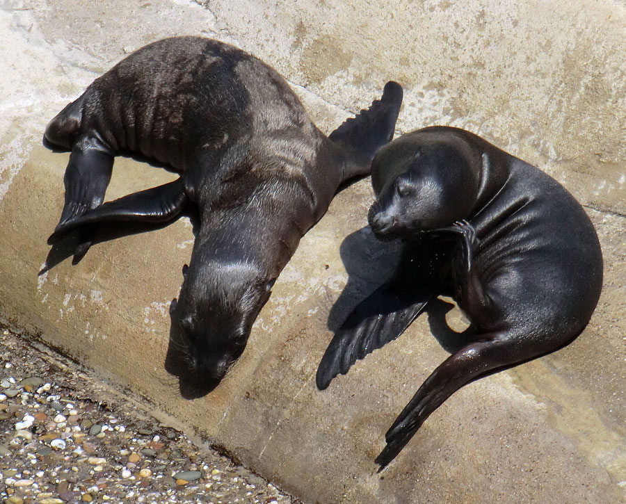 Kalifornische Seelöwen Jungtiere im Zoo Wuppertal am 26. Juli 2012