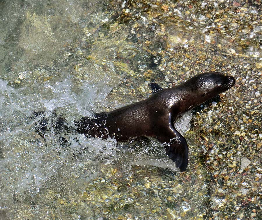 Kalifornische Seelöwen Jungtier im Wuppertaler Zoo am 26. Juli 2012