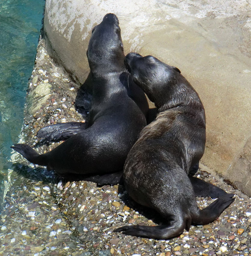 Kalifornische Seelöwen Jungtiere im Wuppertaler Zoo am 26. Juli 2012