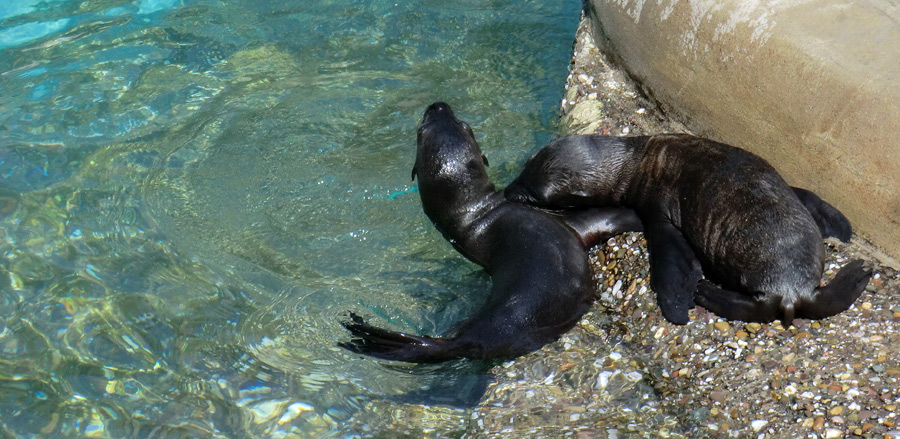 Kalifornische Seelöwen Jungtiere im Zoo Wuppertal am 26. Juli 2012