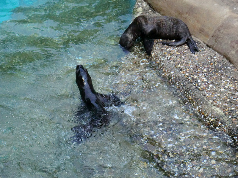 Kalifornische Seelöwen Jungtiere im Zoologischen Garten Wuppertal am 26. Juli 2012