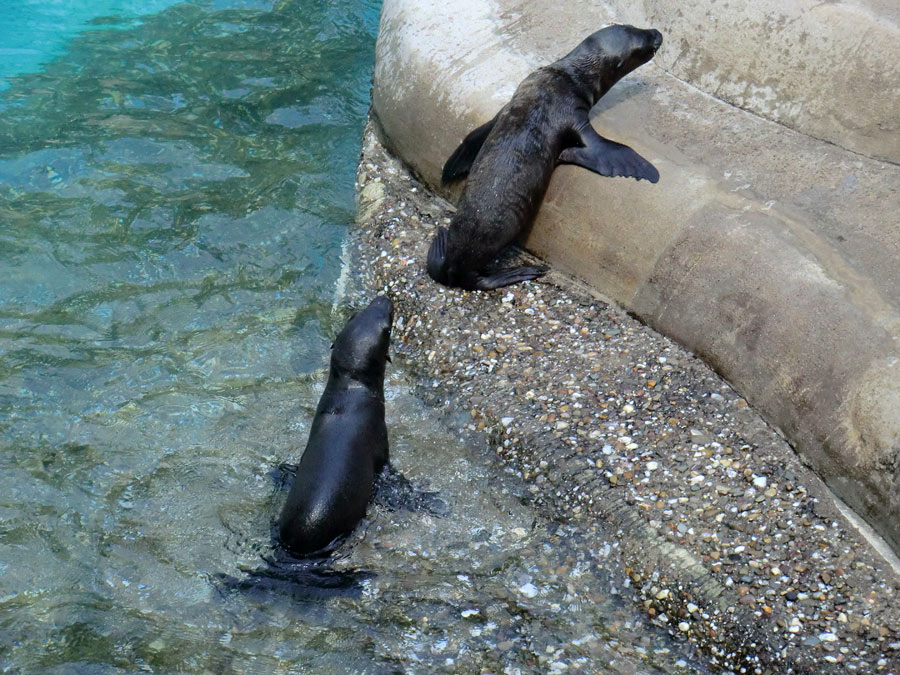 Kalifornische Seelöwen Jungtiere im Wuppertaler Zoo am 26. Juli 2012