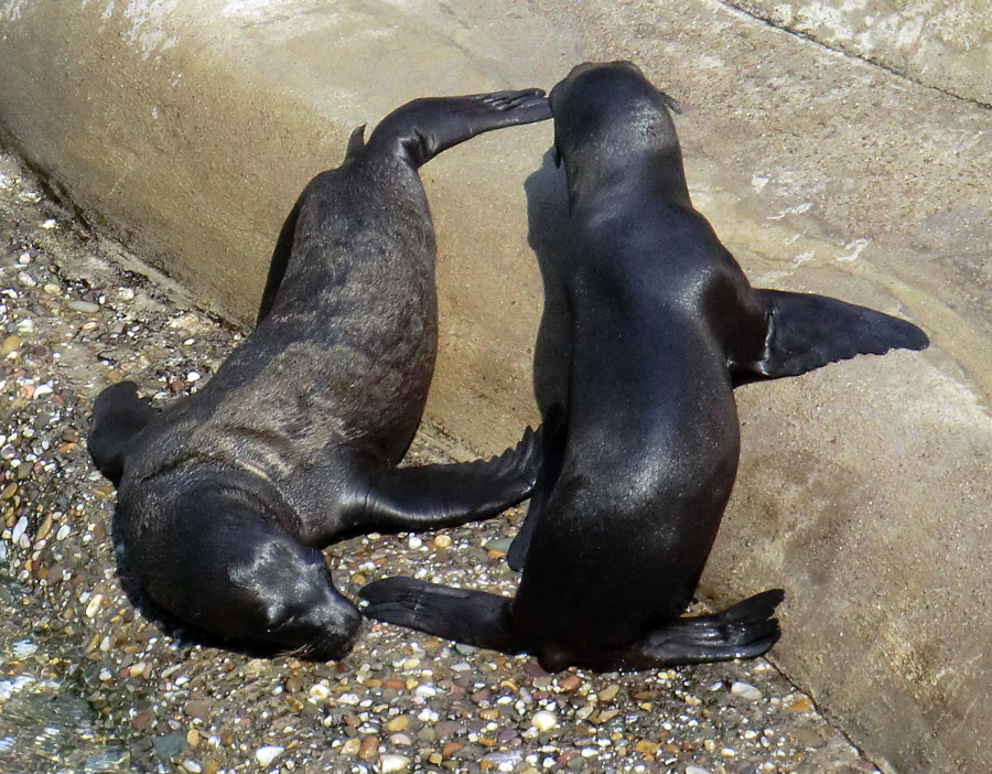 Kalifornische Seelöwen Jungtiere im Zoo Wuppertal am 26. Juli 2012