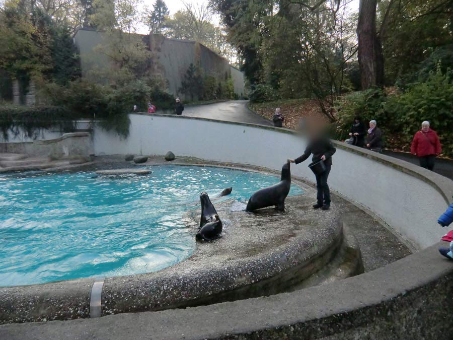 Kalifornische Seelöwen im Zoologischen Garten Wuppertal am 6. November 2012