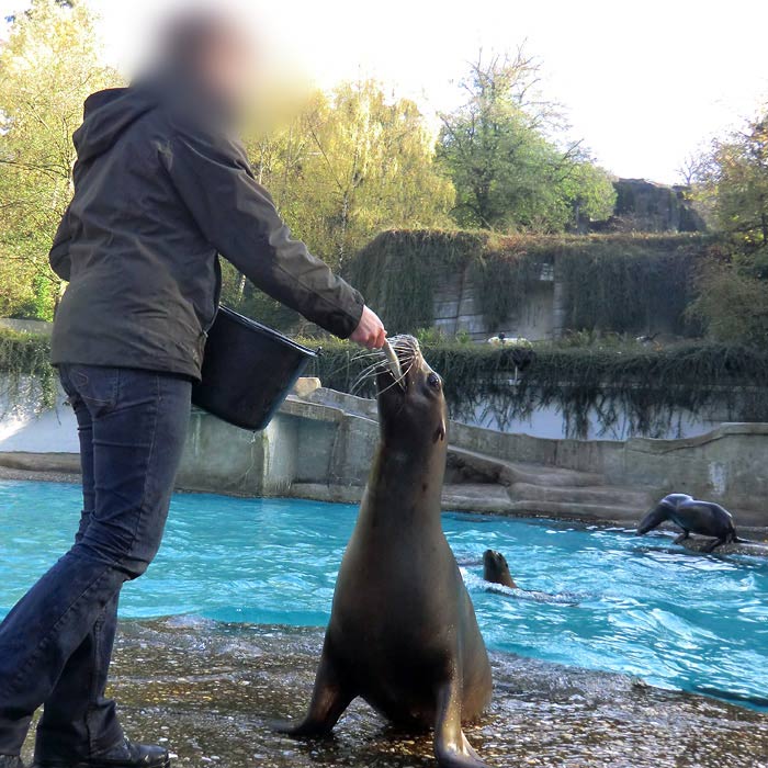 Kalifornische Seelöwen im Wuppertaler Zoo am 6. November 2012