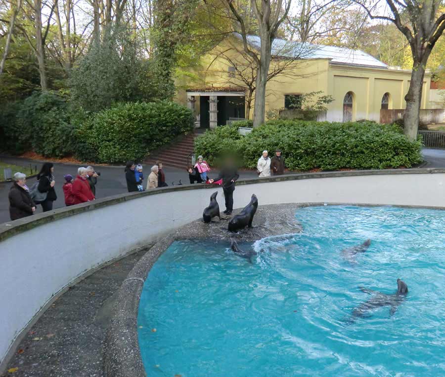 Kalifornische Seelöwen im Zoologischen Garten Wuppertal am 6. November 2012