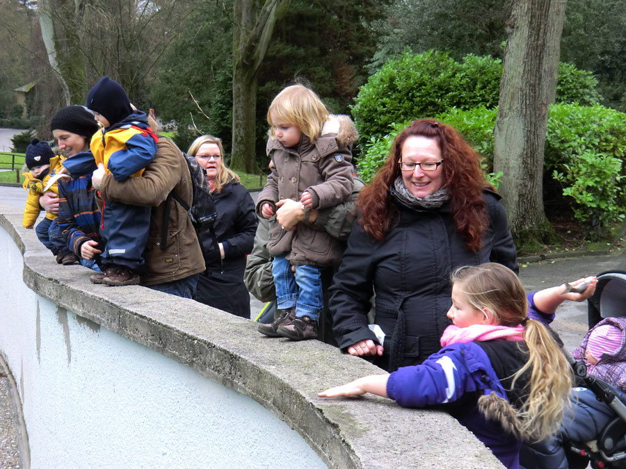 Silvester-Fütterung der Kalifornischen Seelöwen im Wuppertaler Zoo am 31. Dezember 2012