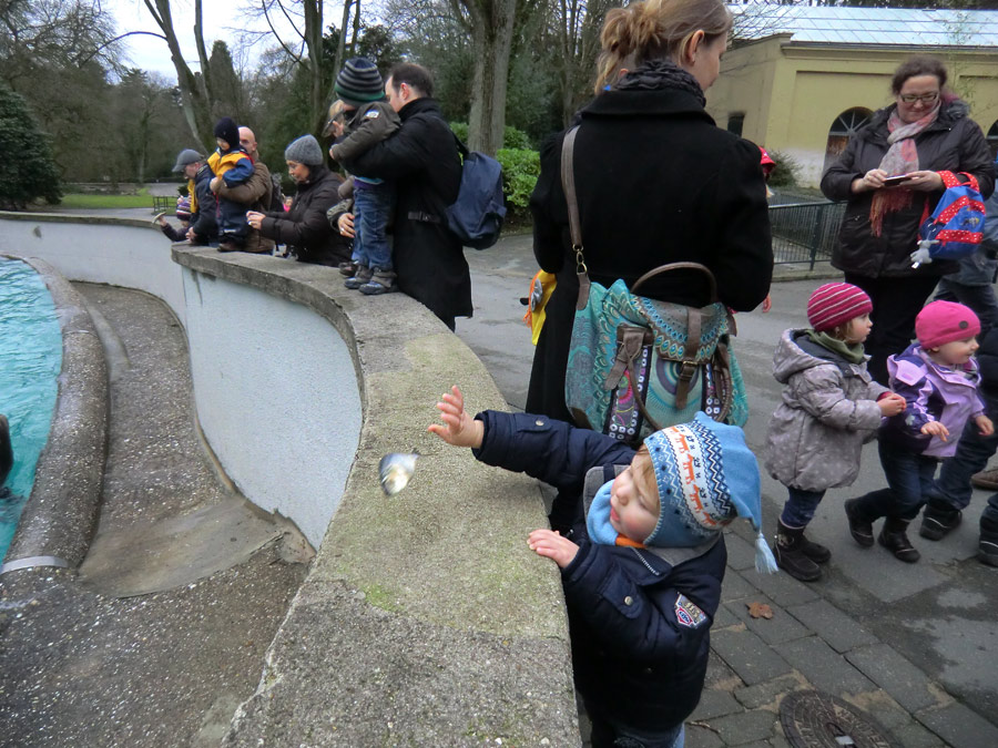 Silvester-Fütterung der Kalifornischen Seelöwen im Zoologischen Garten Wuppertal am 31. Dezember 2012